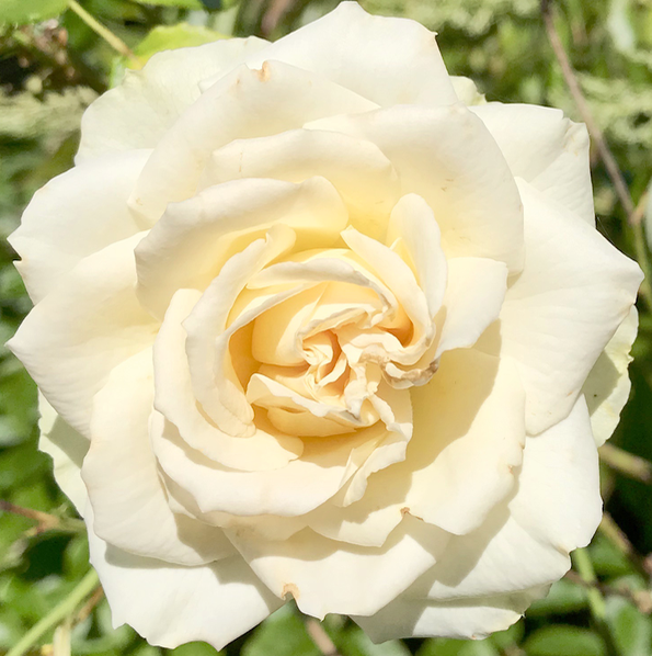 yellow rose used as watermark logo for Stidmama Sews