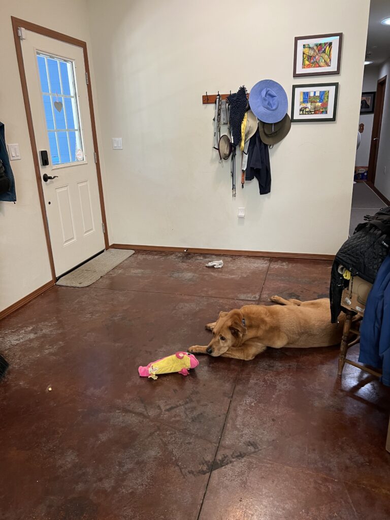 inside of entry door with ramp in front of it. the floor is bare and our dog is lying down in front of the door with a yellow and pink toy.