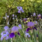 Spring irises in the entry garden.