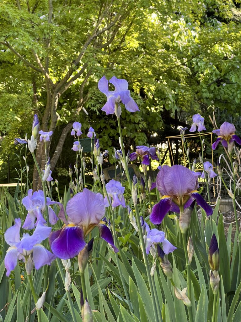 Spring irises in the entry garden.