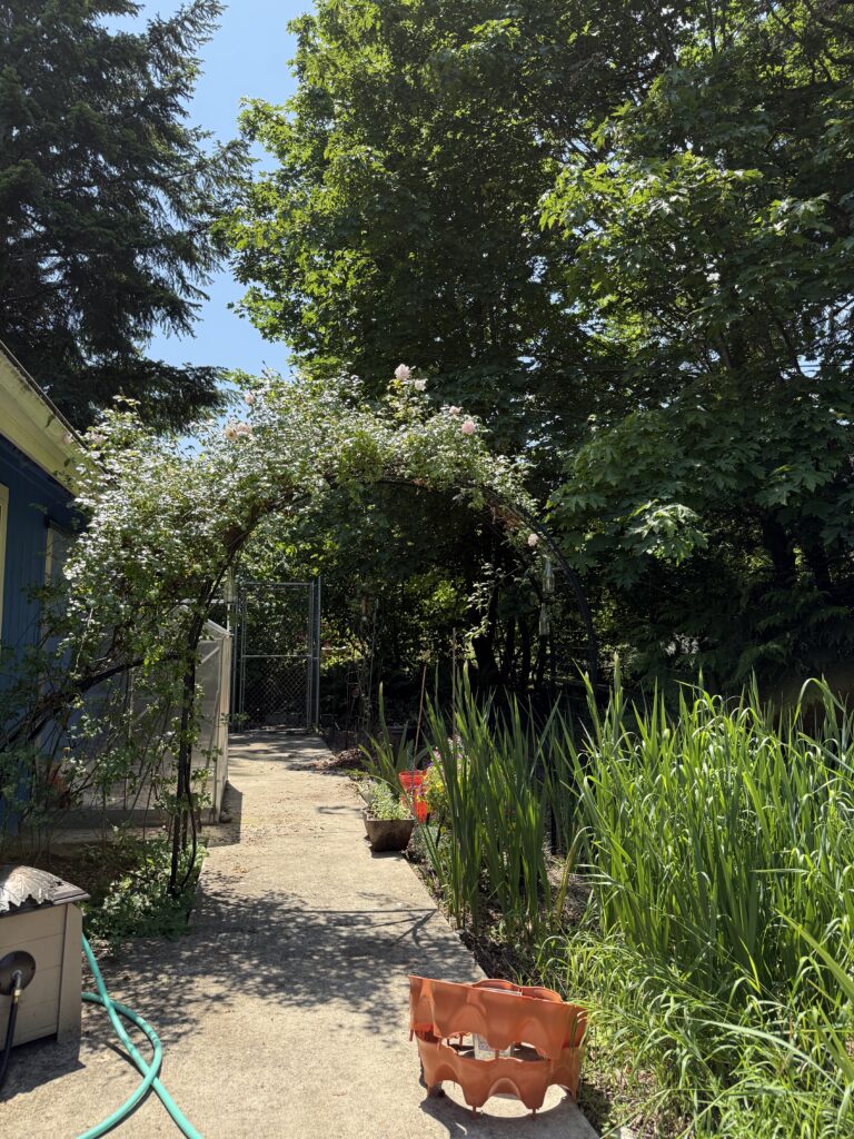 The rose arbor, covered in blooms!