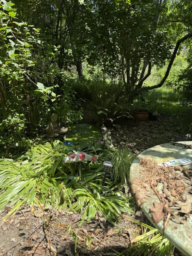 A large ceramic white and orange koi placed by a patio in the leafy remains of perennial bluebells.