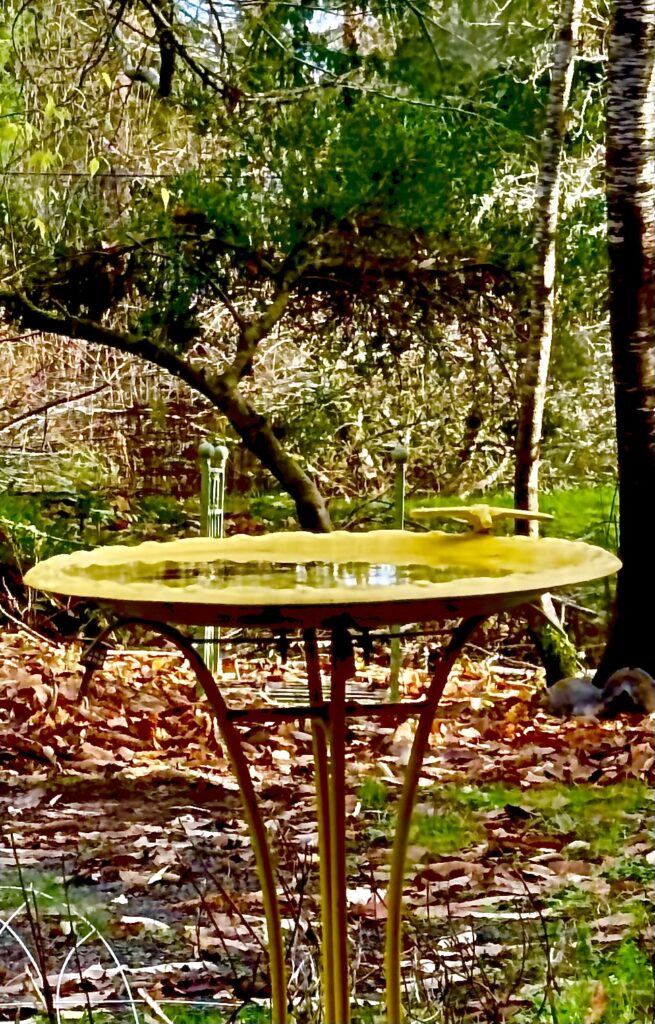 birdbath with leaves and trees in the background the reflection in the water reveals a hint of blue sky a squirrel searches for food on the ground
