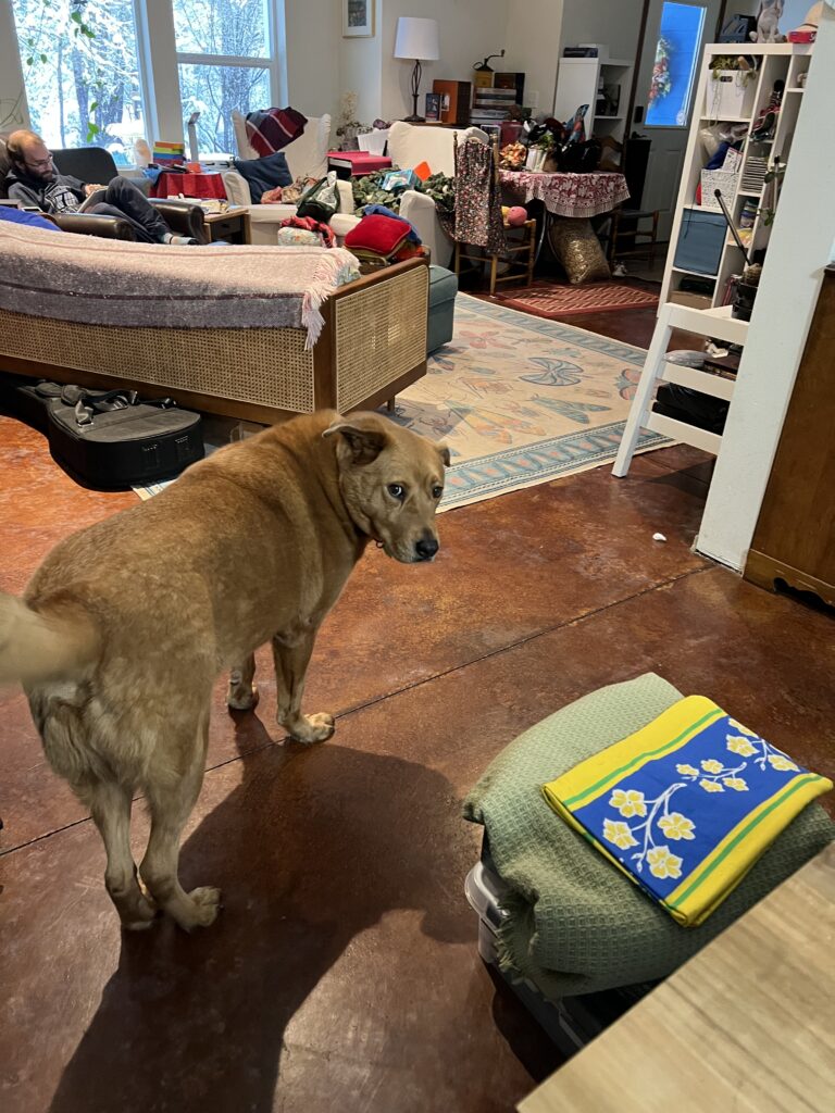 dog looks back at picture-taker as he walks toward the living room.