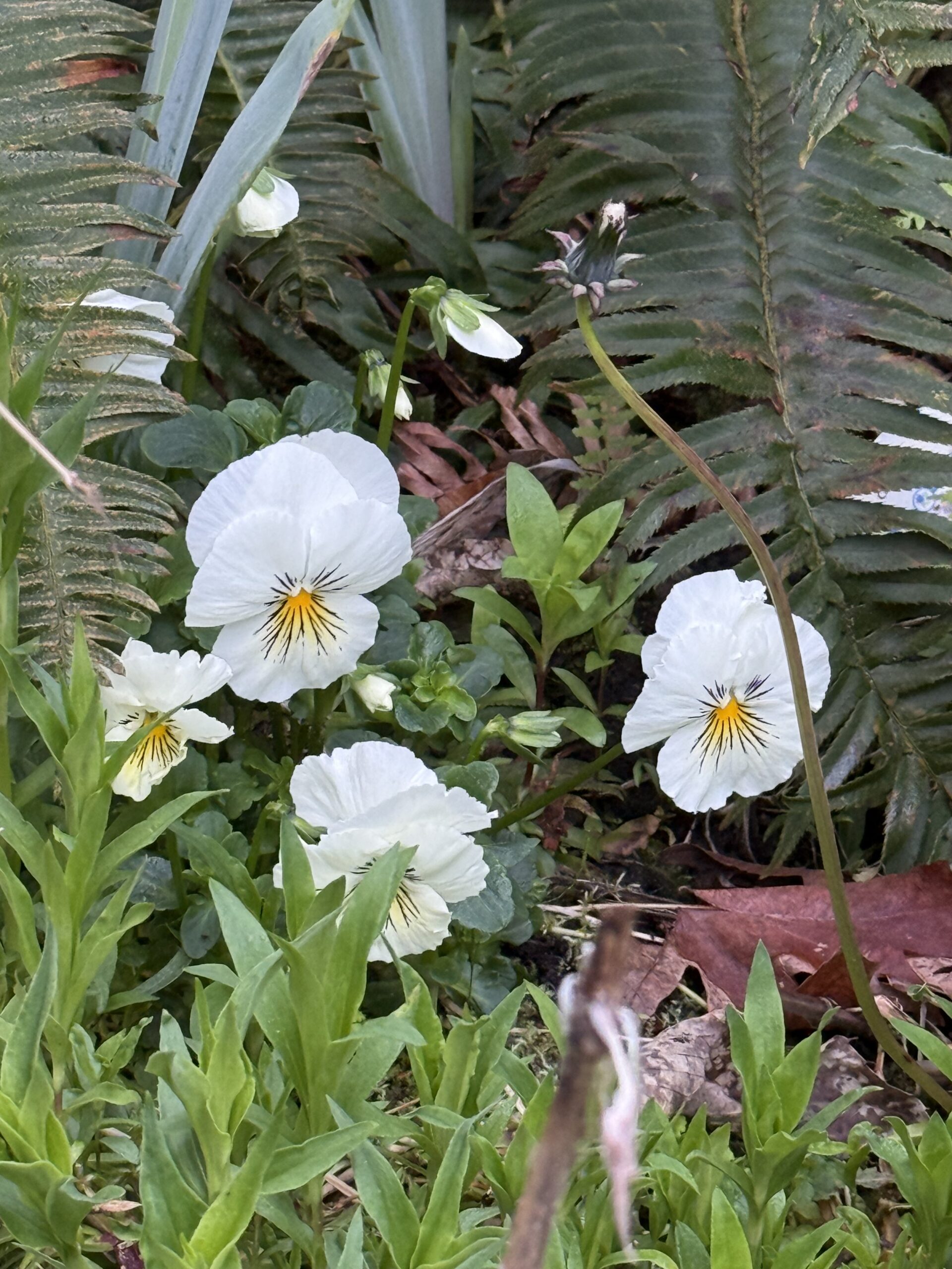 white pansies among green plants
