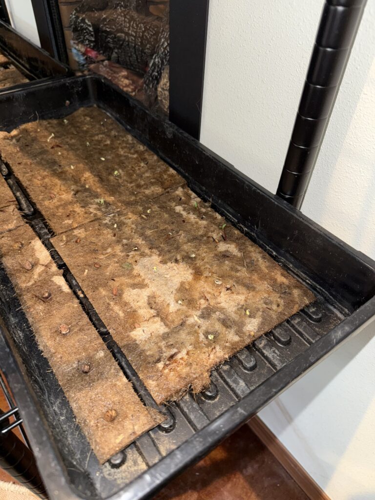 Image of seed mats in trays with sprouts beginning.