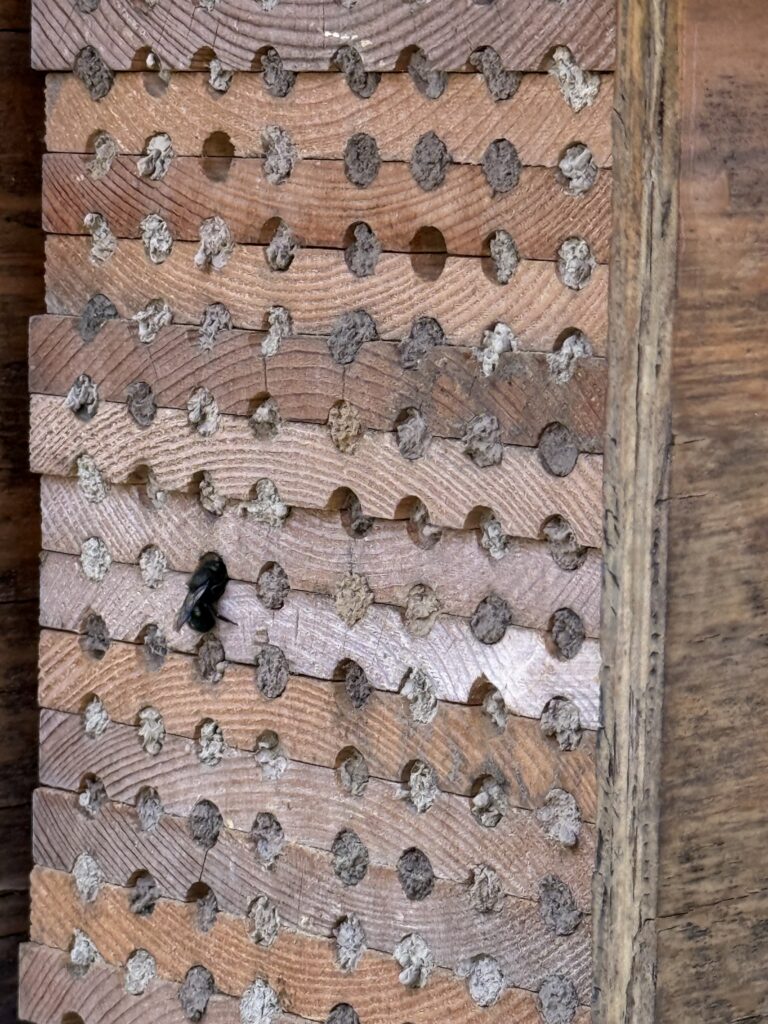A black mason bee entering a hole in a bee block with most of the holes already sealed with mud.