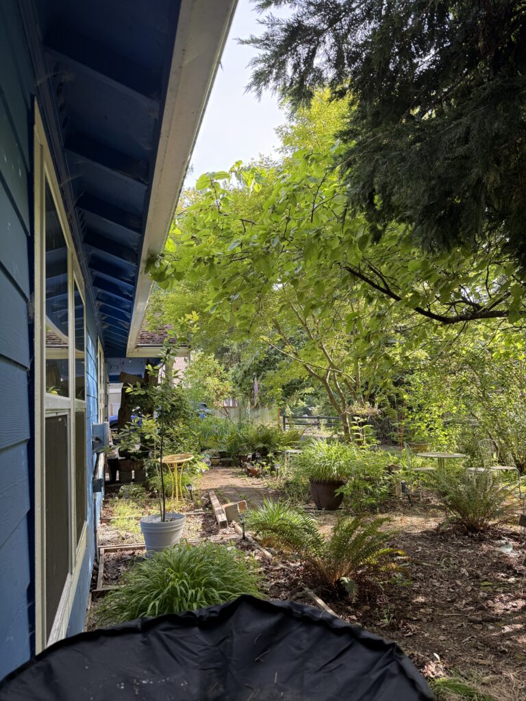 A view of a yard with part of a water barrel visible, a birdbath, and many plants in pots along with trees in dappled light.