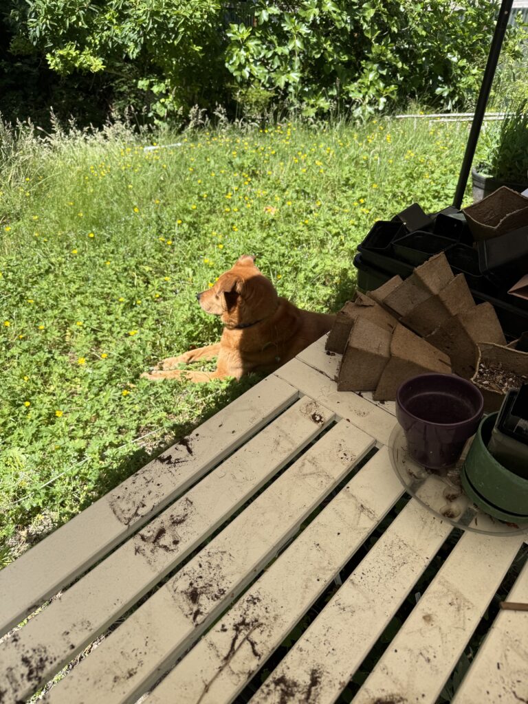 orange dog partially under a table in the lawn