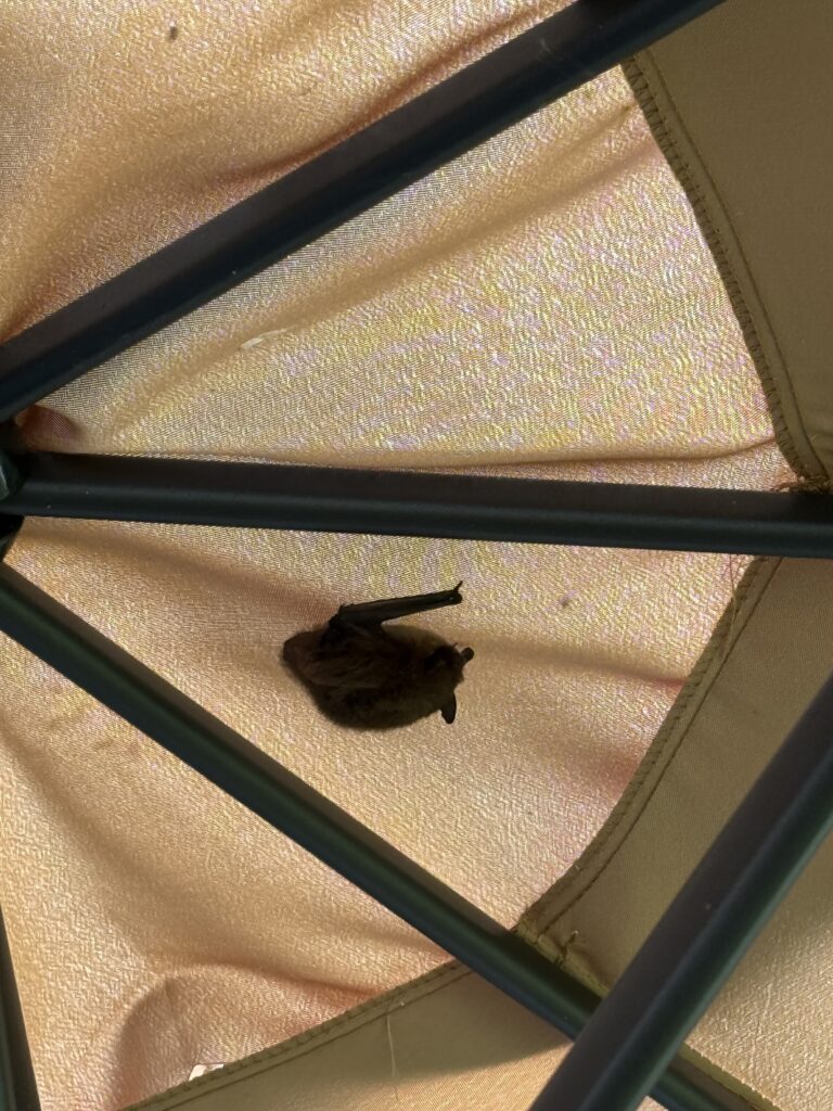 Small brown bat that had sheltered inside a foldable porch umbrella overnight - it flew away a couple minutes later.