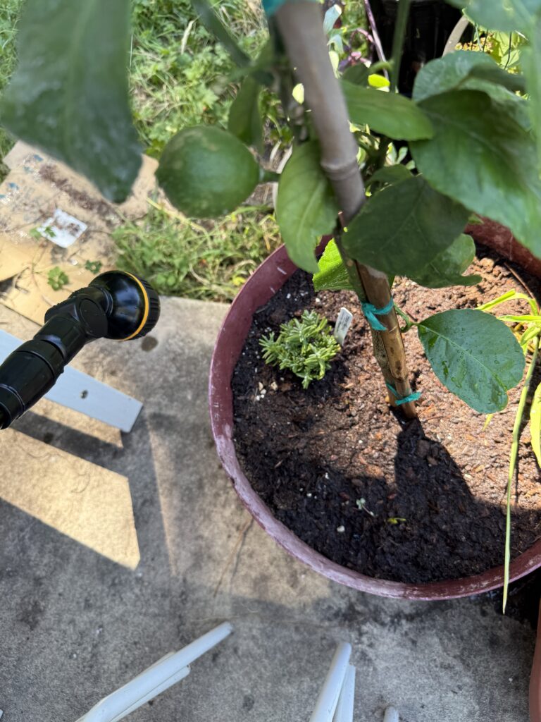 The new water wand as I water the new lemon tree with a lemon on it.