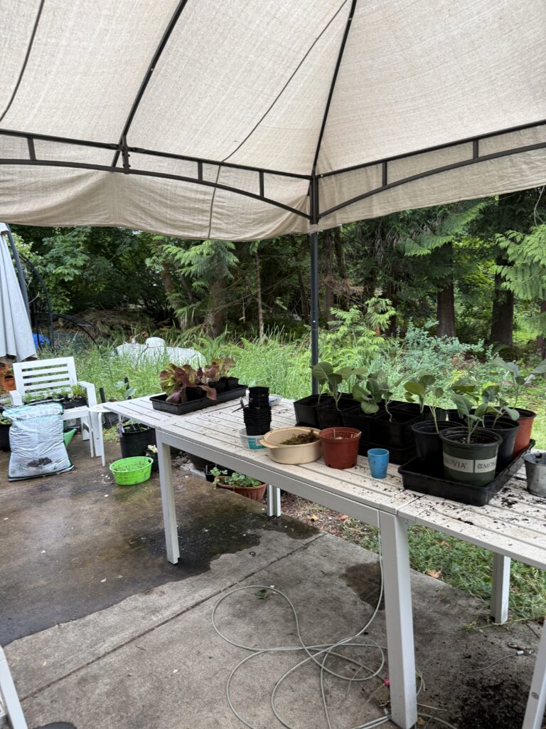 Lettuce and collard plants in pots on a long white table under a canopy.