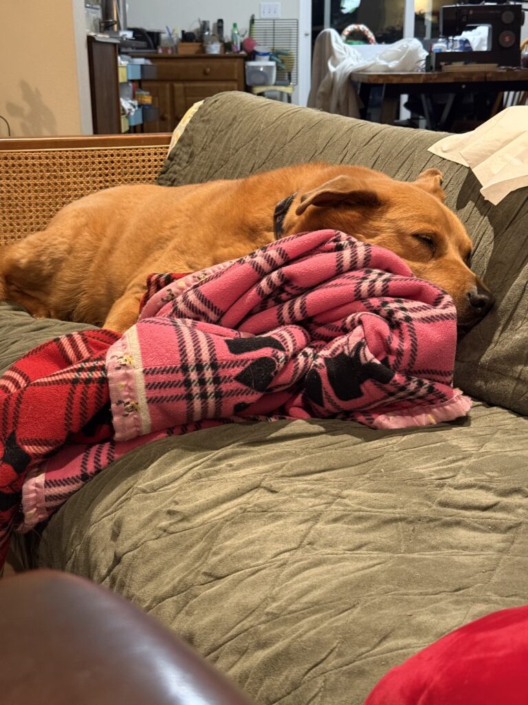 a sleeping dog in a cluttered space